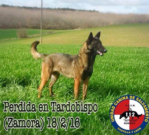 Perro Perdido En Tardobispo (Zamora ) Grem 