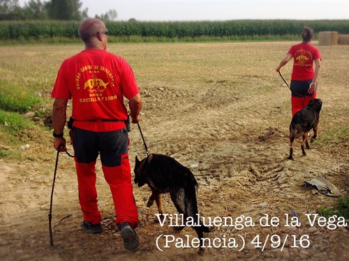 Perros De Rescate . Perros De Búsqueda . 112 Castilla Y León . Villaluenga De La Vega . Saldaña . Palencia