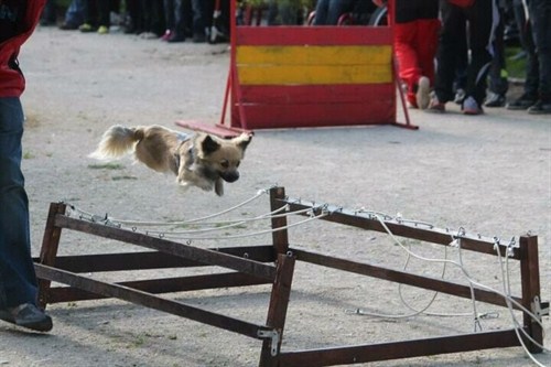Unidad Canina De Salvamento . Asil . Briviesca